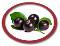 acai berry juice concentrate suppliers usa