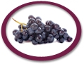 concentrated purple grape juice suppliers usa