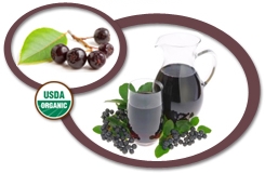 Organic Chokeberry Juice Concentrate USA