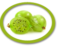 concentrated gooseberry juice suppliers usa