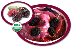 Organic Mulberry Puree USA | Organic Mulberry Puree Concentrate USA