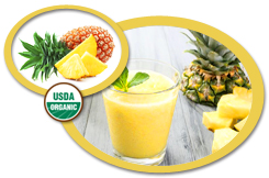 Organic Pinepineapple Puree USA | Organic Pinepineapple Puree Concentrate
            USA