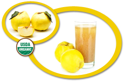 Organic Quince Puree USA | Organic Quince Puree Concentrate USA