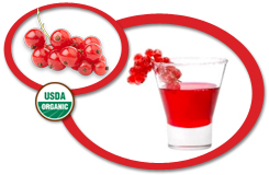 organic red currant juice concentrate
